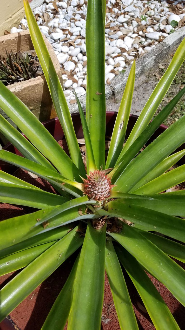 early-pineapples-the-leems-bean