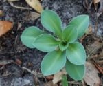 babyhosta