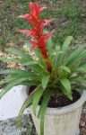 bromeliadblooming