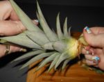 PineappleCarving12