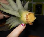 PineappleCarving13
