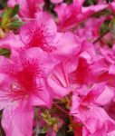 azalea