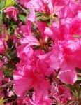 azalea2
