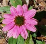 echinacia