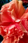 hibiscus1