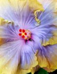 hibiscus2