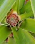 newpinapple1