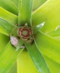 newpinapple2