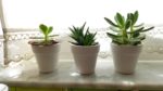 succulents