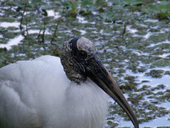Close-up photo of a wood stork