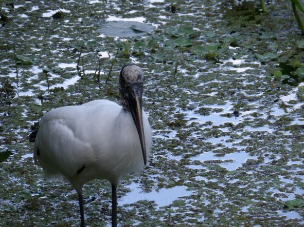 photo of a wood stork standing in marsh