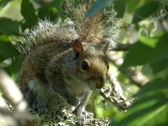 close-up photo of a squirrel 