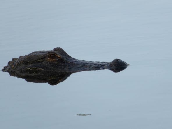 photo of an alligator head in glassy water