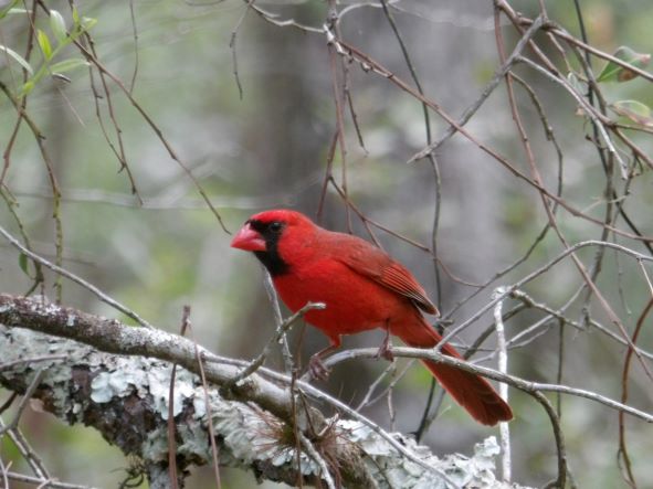 photo of a cardinal